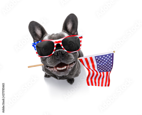 independence day 4th of july dog photo
