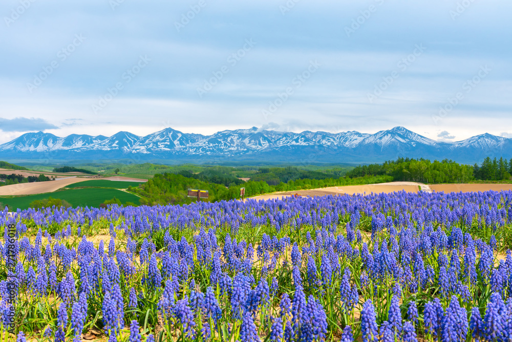 Grape Hyacinth Muscari armeniacum flower. Panoramic rural landscape with mountains. Vast blue sky and white clouds over farmland field in a beautiful sunny day in springtime.