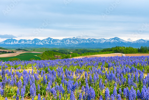 Grape Hyacinth Muscari armeniacum flower. Panoramic rural landscape with mountains. Vast blue sky and white clouds over farmland field in a beautiful sunny day in springtime. © Shawn.ccf