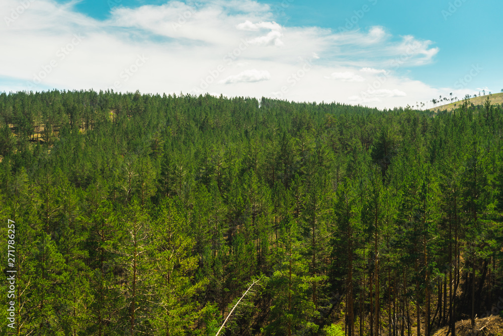 landscape with trees and blue sky