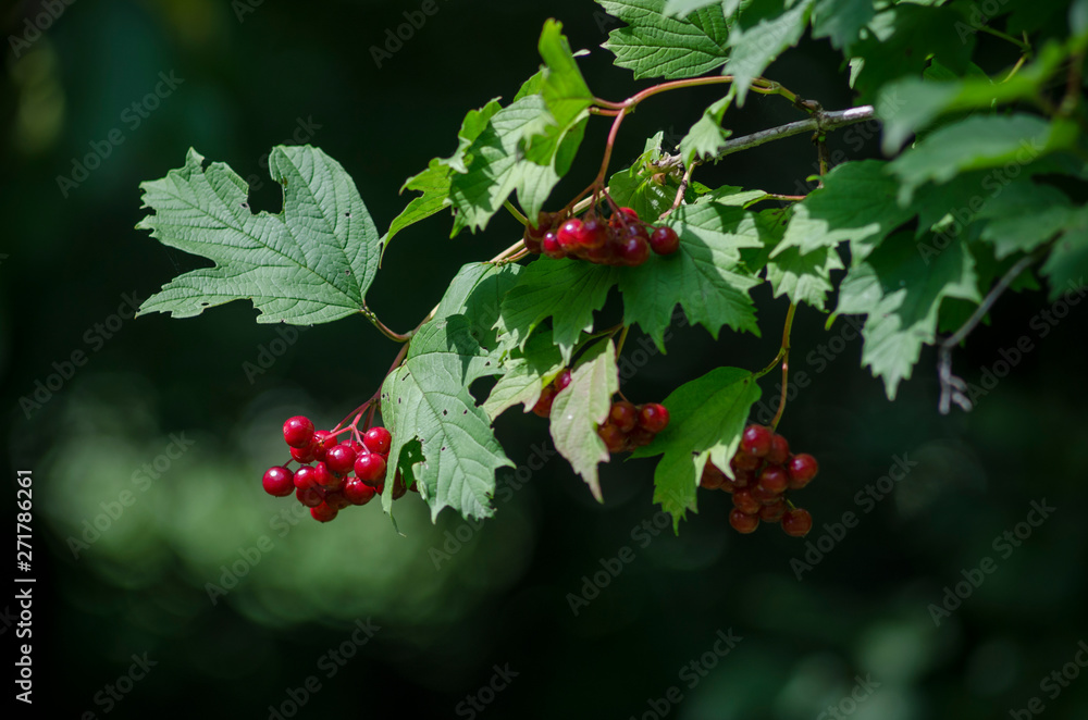 Fototapeta premium Viburnum opulus, red berries and leaves outdoor in late summer. Red viburnum branch in the garden. Bunch of red viburnum berries on a branch. Soft selective focus, round bokeh.