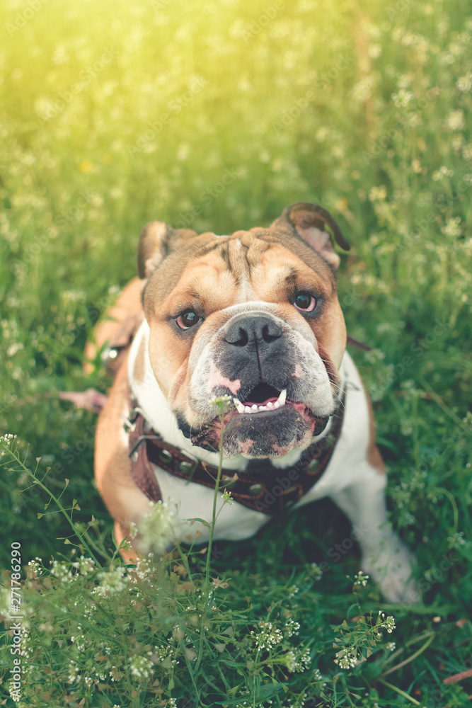 Fototapeta premium Funny smiling English bulldog. Cute Young english bulldog playing in green grass. Dog training. Happy bulldog runs in the meadow