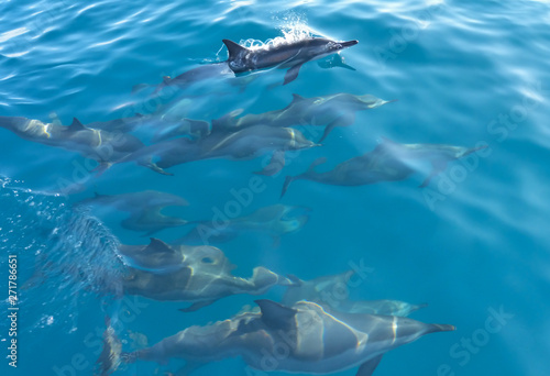 Delfine begleiten ein Ausflugsboot auf den Malediven