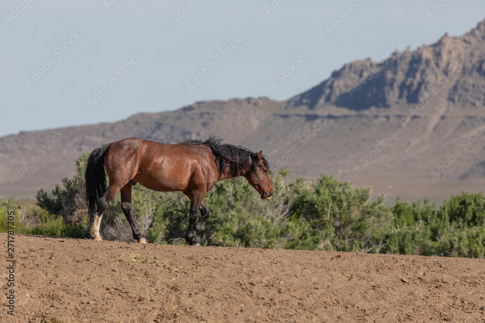 Obraz premium Wild Horse in the Utah Desert in Springtime