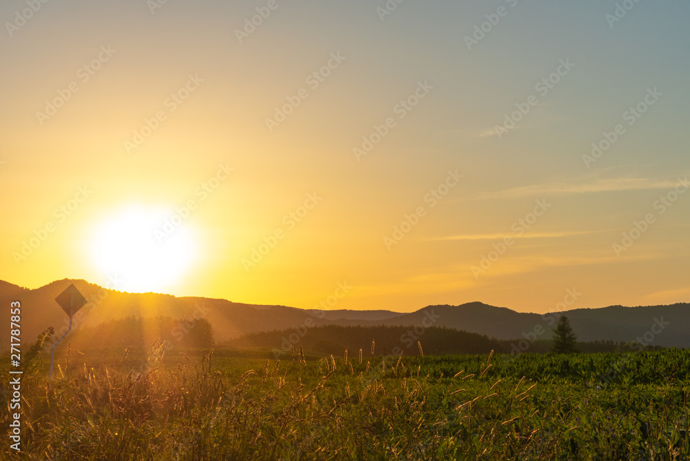 Scenic countryside sunset landscape with a plain wild grass field horizon view and a forest on background. 
