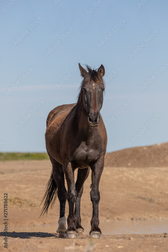 Wild Horse in the Utah Desert in Springtime Wild Horse in the Utah Desert in Springtime