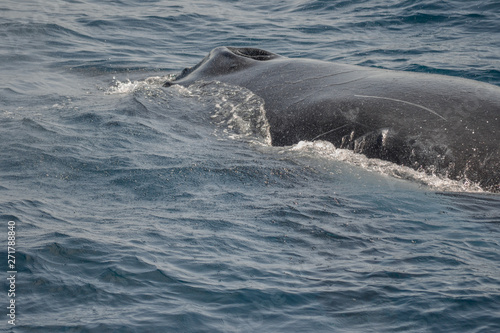 beautiful close up photo shootong of humpback whales in Australia