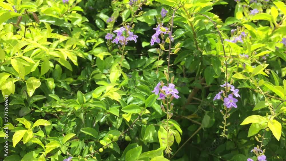 Nature, purple flowers that have insects to eat nectar Nature, purple flowers that have insects to eat nectar