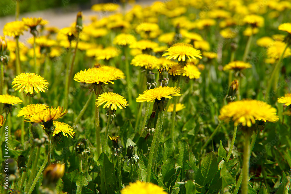 Flower background. A lot of yellow dandelions on a background of green grass. Horizontal, nobody, Cropped shot, close-up. Concept of botanical beauty. Flower background. A lot of yellow dandelions on a background of green grass. Horizontal, nobody, Cropped shot, close-up. Concept of botanical beauty.