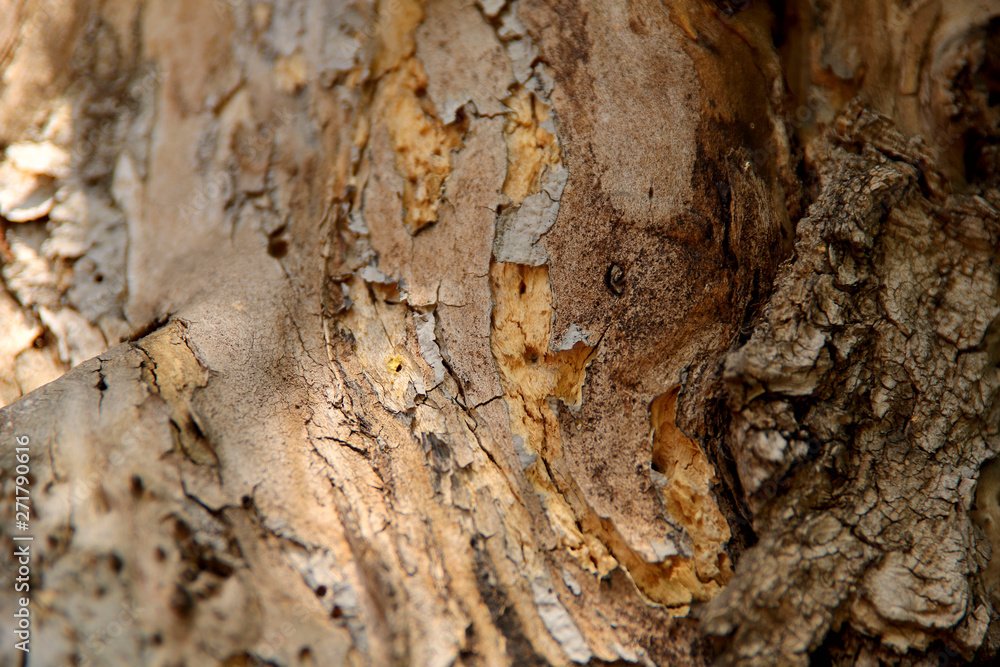 Blurred natural background of brown with yellow bark of an old tree. A cropped shot, horizontal, nobody, a lot of free space. The concept of nature and design. Blurred natural background of brown with yellow bark of an old tree. A cropped shot, horizontal, nobody, a lot of free space. The concept of nature and design.