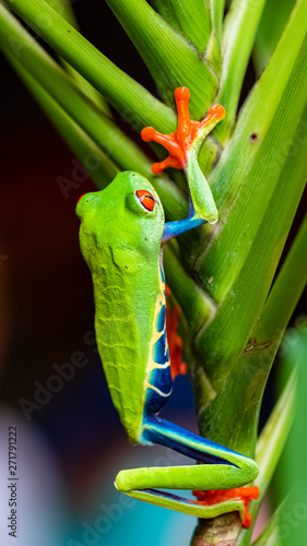 A red-eyed tree frog, Agalychnis callidryas, funny frog in Costa Rica, climbing on a parakeet flower