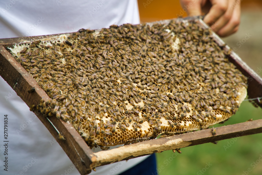 Ben Tre, Vietnam - March 22, 2019: Ben Tre Bee Farm Ben Tre, Vietnam - March 22, 2019: Ben Tre Bee Farm