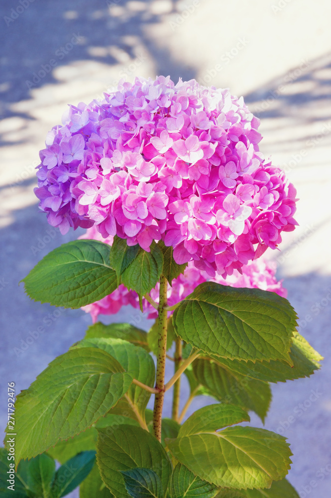 Flower of Hydrangea ( Hydrangea macrophylla ) on sunny summer day Flower of Hydrangea ( Hydrangea macrophylla ) on sunny summer day