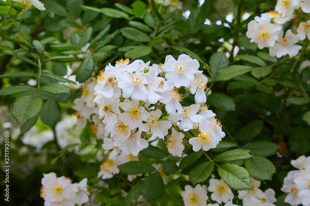 Rosa sempervirens, evergreen rose -beautiful white flowers of a green bush in the garden in summer Rosa sempervirens, evergreen rose -beautiful white flowers of a green bush in the garden in summer