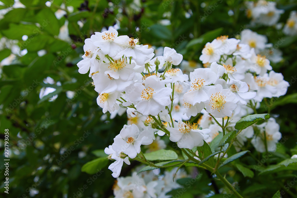 Rosa sempervirens, evergreen rose -beautiful white flowers of a green bush  in the garden in summer Stock Photo | Adobe Stock