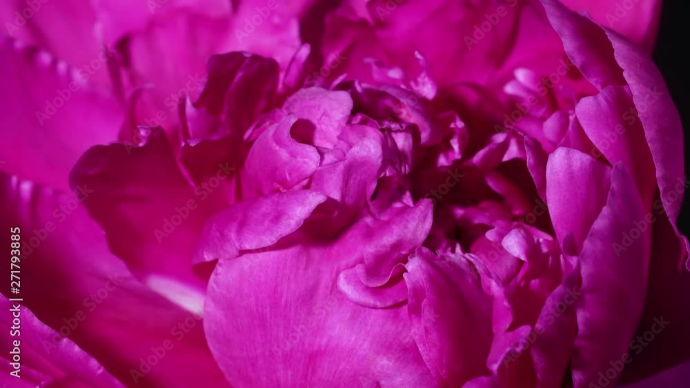 Peony flowering on black background Peony flowering on black background