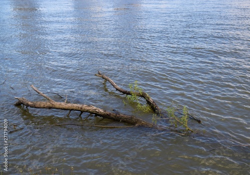 Branch log tree wood floating in river