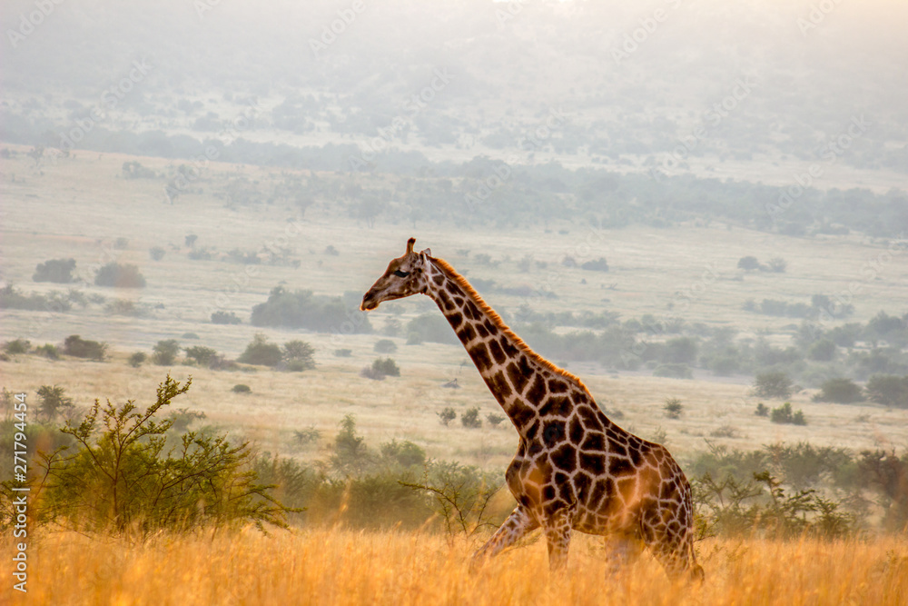 Obraz premium Giraffe walking in the morning sun