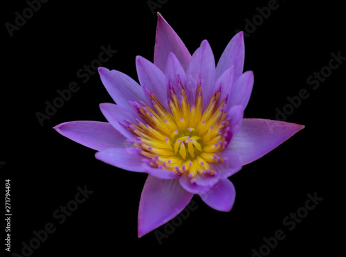 Purple lotus on a black background  Buddha worship flower