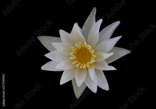 White lotus on a black background, Buddha worship flower