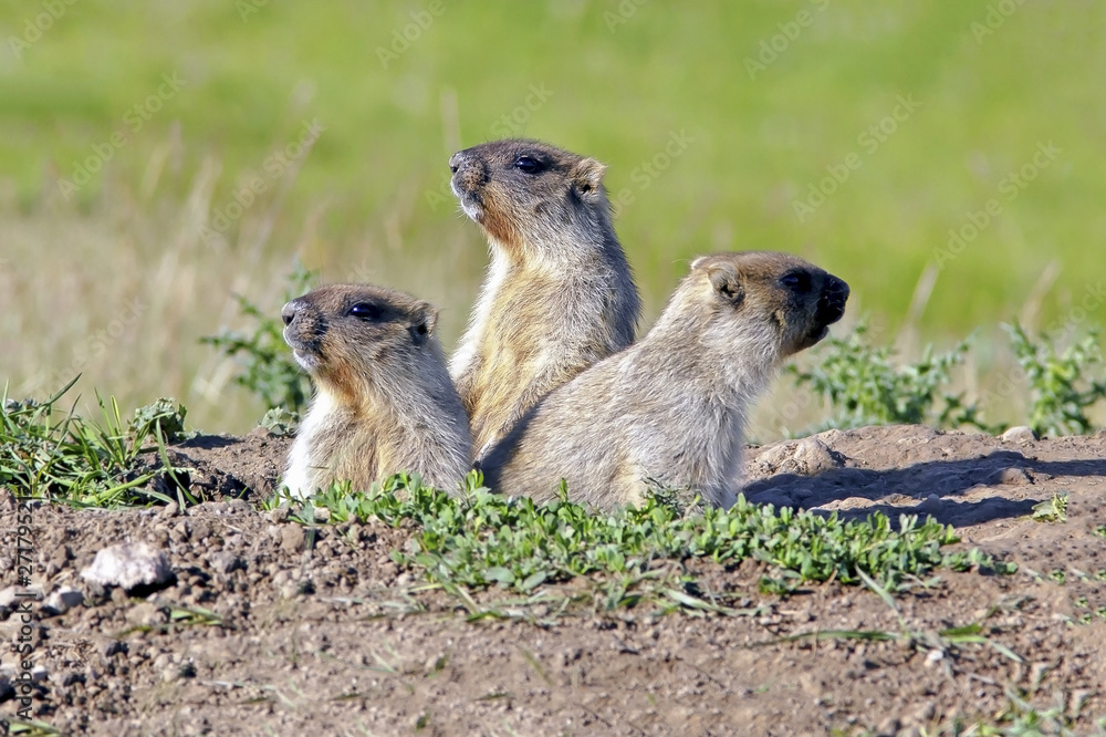 Fototapeta premium young marmots peeking out of the hole on a sunny warm day, Groundhog Day