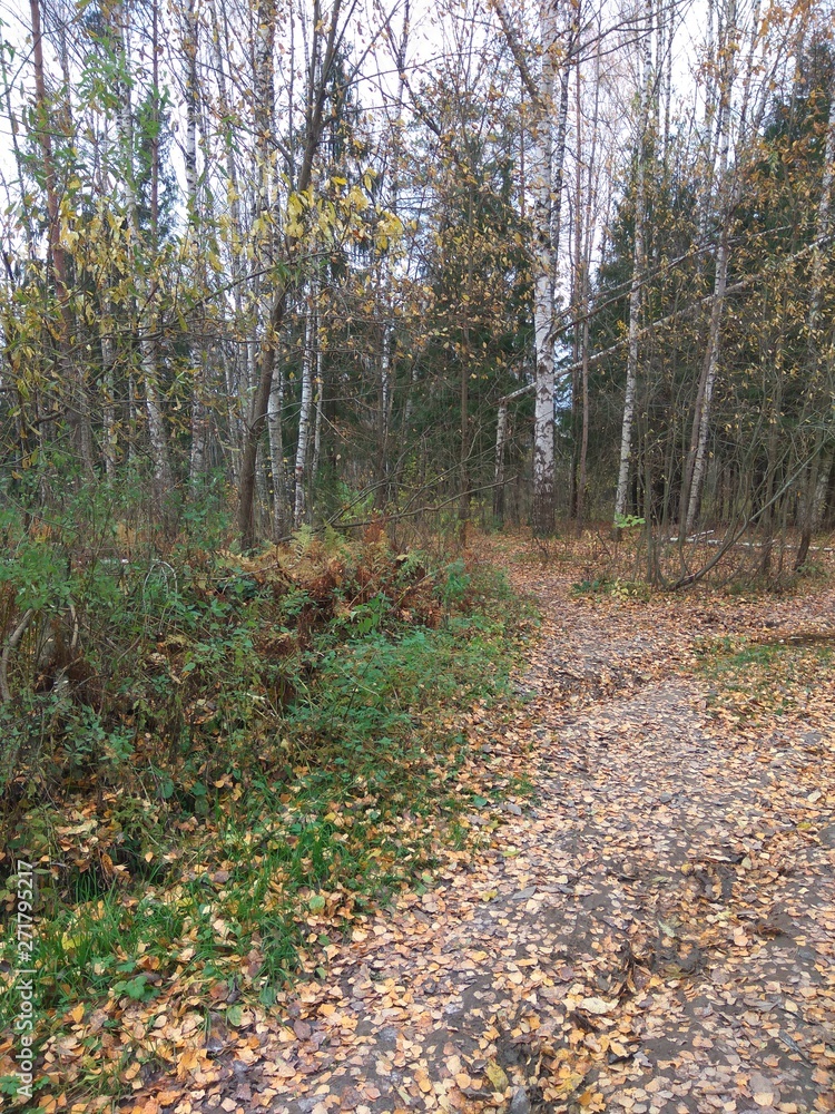after a hurricane in the autumn forest after a hurricane in the autumn forest
