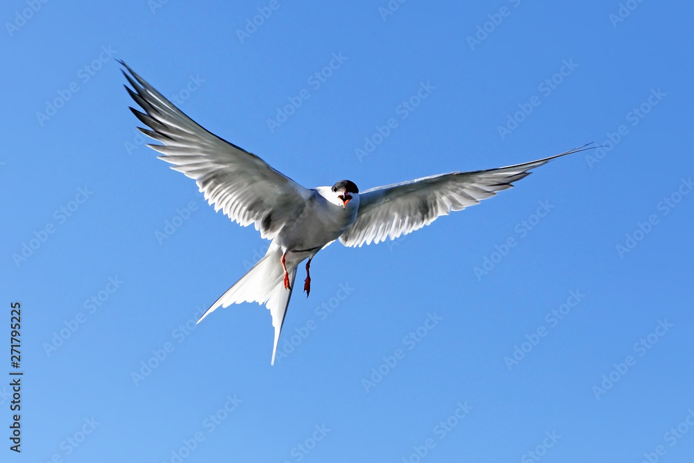 Fototapeta premium beautiful white seagull in flight on background blue sky