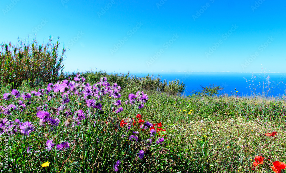 Wide angle shot: Traveling on the beautiful island Madeira: View of blue sky and ocean on southern coast with beautiful violet thistles in the foreground, Portugal, Europe. Wide angle shot: Traveling on the beautiful island Madeira: View of blue sky and ocean on southern coast with beautiful violet thistles in the foreground, Portugal, Europe.