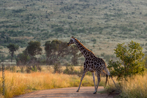 Giraffe crossing a road