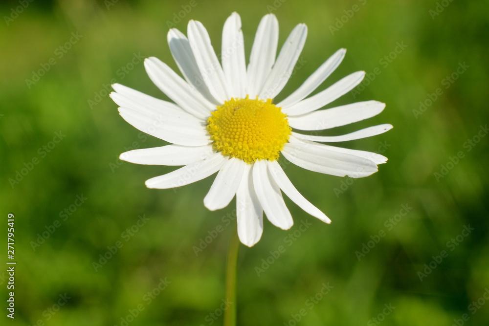 Fototapeta premium White Daisy flower close-up on blurred green background