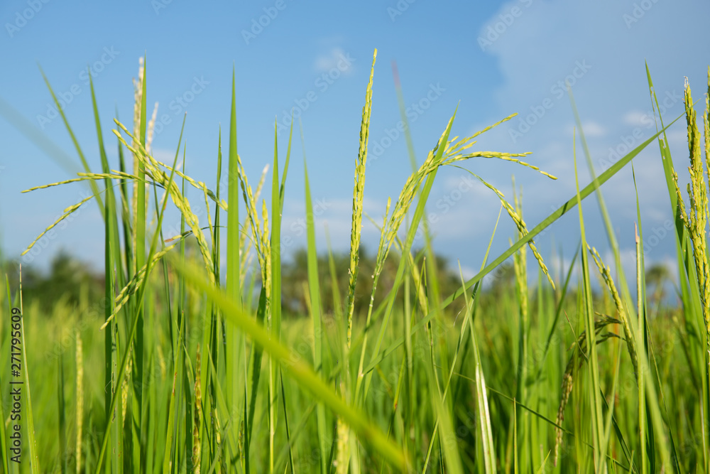 Obraz premium Abstract green paddy rice grass in spring season background concept summer sunshine image, countryside nature view