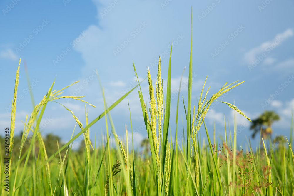 Fototapeta premium Abstract green paddy rice grass in spring season background concept summer sunshine image, countryside nature view