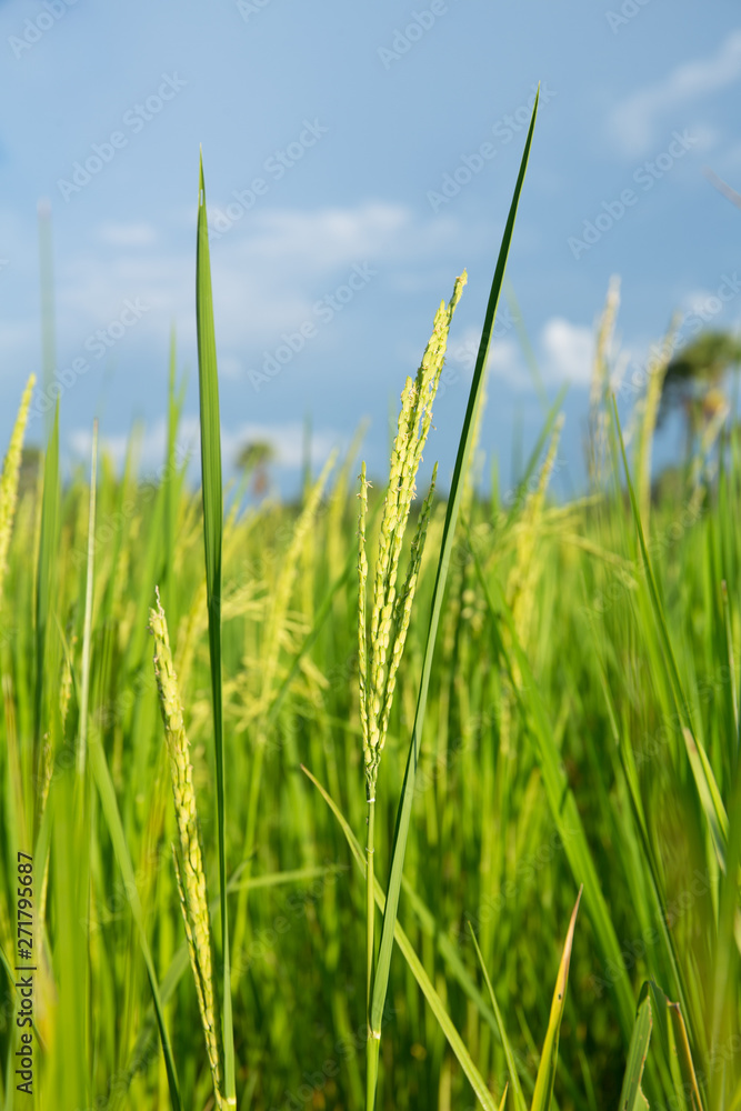 Abstract green paddy rice grass in spring season background concept summer sunshine image, countryside nature view