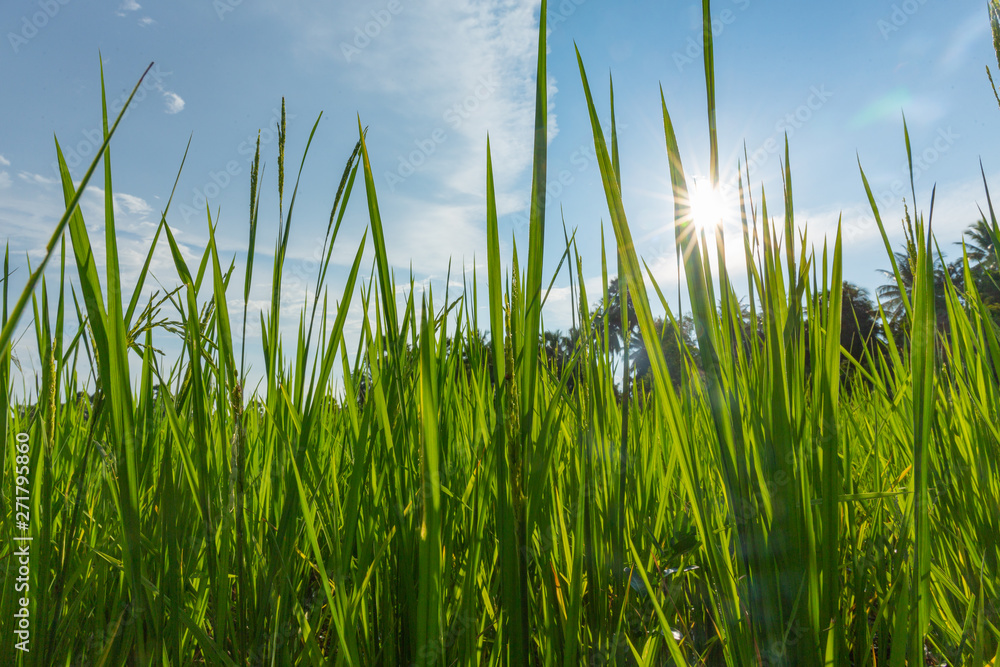 Obraz premium Abstract green paddy rice grass in spring season background concept summer sunshine image, countryside nature view