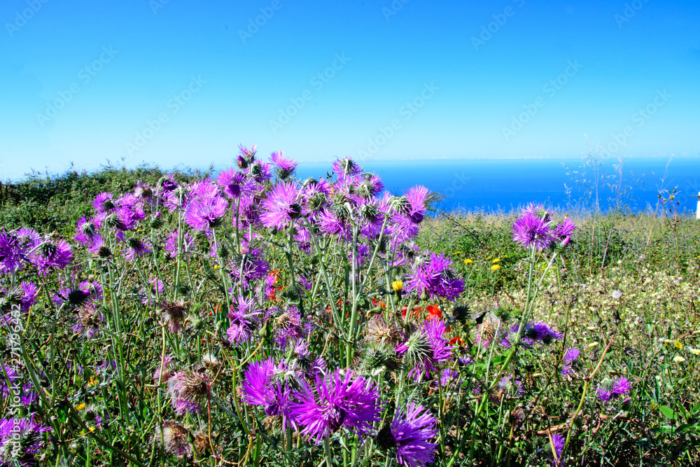 Fototapeta premium Wide angle shot: Traveling on the beautiful island Madeira: View of blue sky and ocean on southern coast with beautiful violet thistles in the foreground, Portugal, Europe.