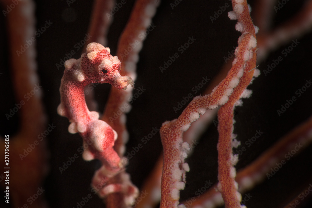 Denise's pygmy seahorse (Hippocampus denise). Underwater macro photography from Romblon, Philippines