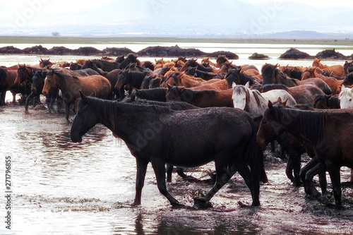 Wallpaper Mural Close up herd of wild horses running in water over countryside landscape Torontodigital.ca