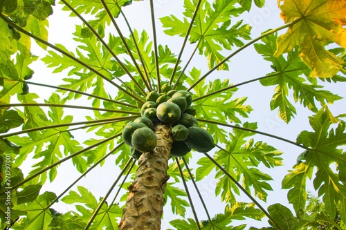 Papaya tree