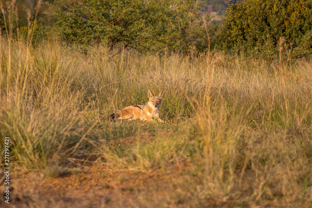 Naklejka premium black backed jackal lying on green grass