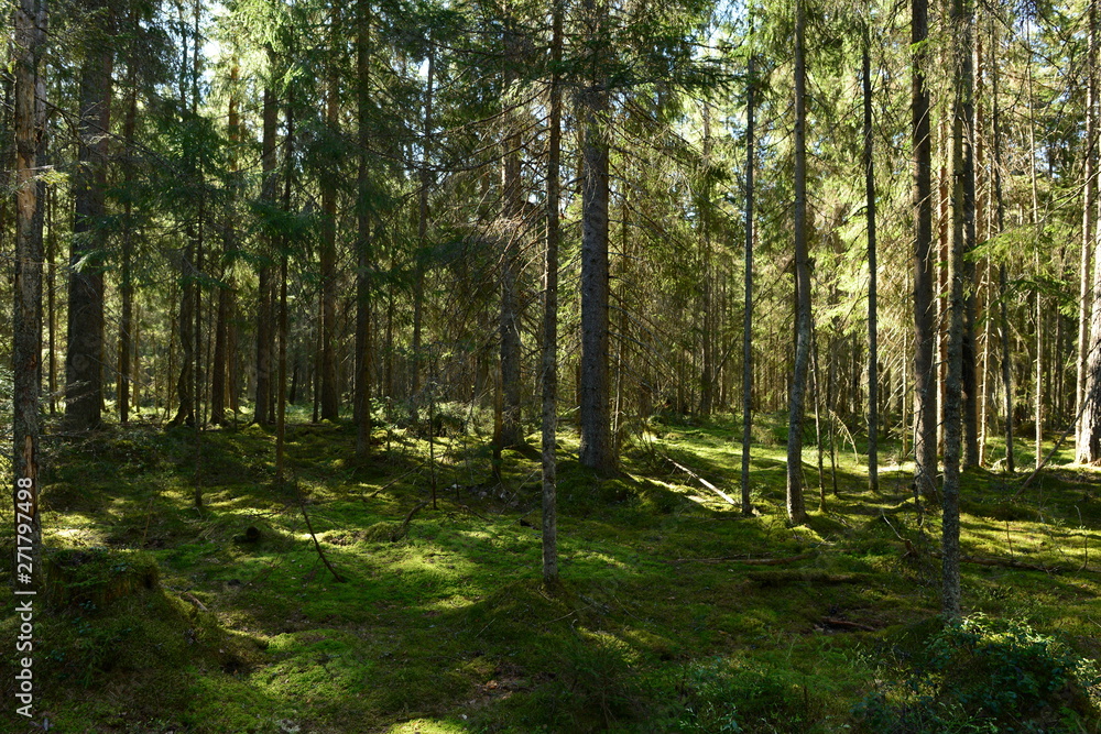 Wilderness dense coniferous forest in the thickets of blueberry in the morning sun Wilderness dense coniferous forest in the thickets of blueberry in the morning sun