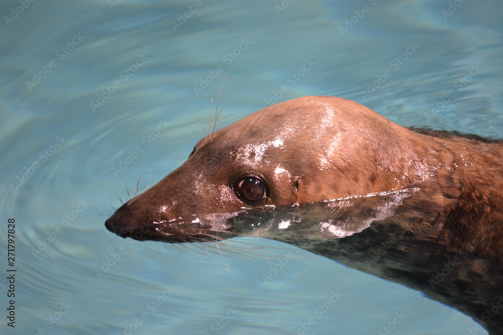 Fototapeta premium seal in water, shy seal