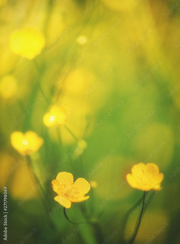Abstract beautiful spring and summer background with yellow flower Abstract beautiful spring and summer background with yellow flower