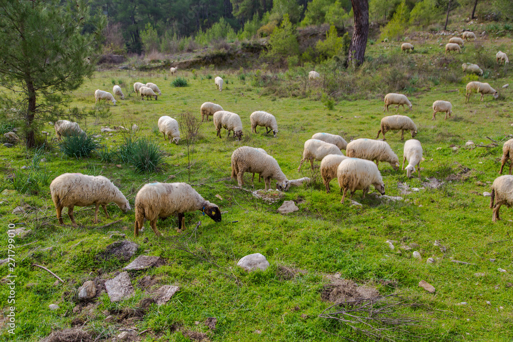 Herd of sheep grazing in green meadow