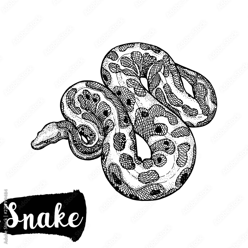 Hand drawn sketch style python isolated on white background. Vector illustration.