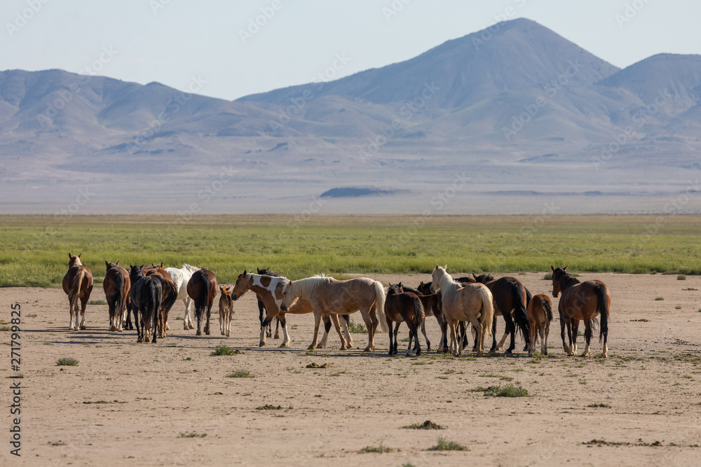 Wild Horses in the Utah Desert in Spring