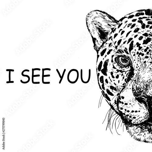 Hand drawn sketch style portrait of leopard isolated on white background. Vector illustration.