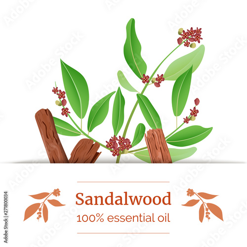 Sandalwood sticks and leaves label. card template with copy space. Card template. essential oil branch. Vector