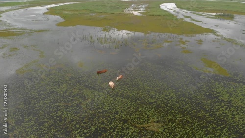 Aerial shot of three cows standing in the river. Smooth shot, cloudy weather. photo