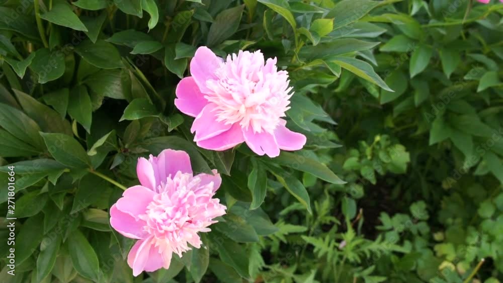 pink peony flower in summer garden pink peony flower in summer garden