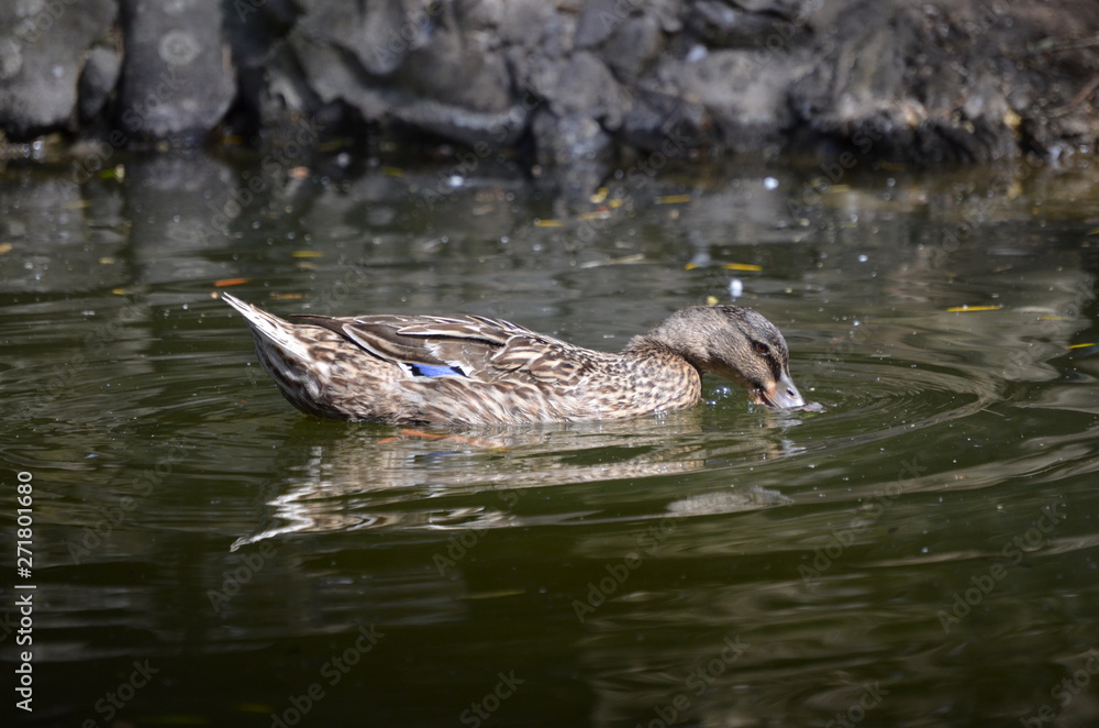 Close-up portrait of a mallard duck Close-up portrait of a mallard duck